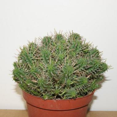 Euphorbia mammillaris
